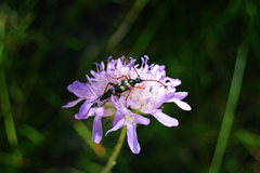 Strangalia attenuata