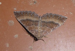 Larentia clavaria