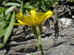Hieracium glaucum