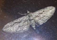 Eupithecia phoeniceata