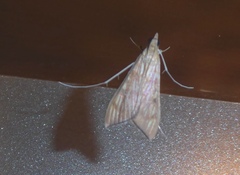 Antigastra catalaunalis