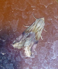 Eublemma ostrina
