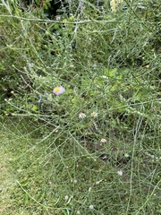 Symphyotrichum divaricatum