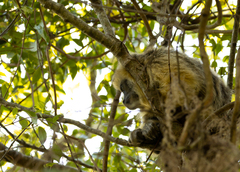Alouatta caraya