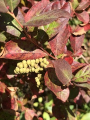 Vaccinioideae