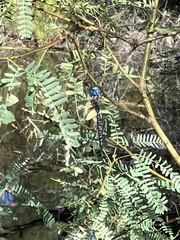 Rhionaeschna multicolor