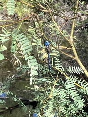 Rhionaeschna multicolor