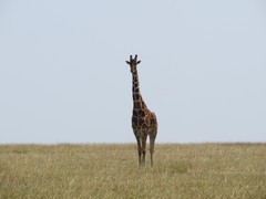 Giraffa camelopardalis reticulata