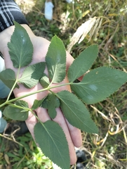 Zizia aurea