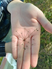 Zizia aurea