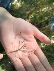 Zizia aurea