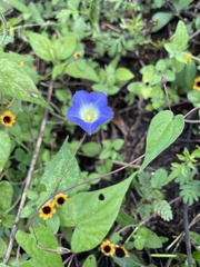 Ipomoea aristolochiifolia
