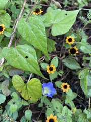 Ipomoea aristolochiifolia