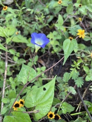 Ipomoea aristolochiifolia