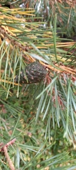 Pinus sylvestris