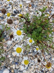 Tripleurospermum maritimum
