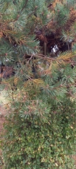Pinus sylvestris