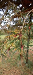 Pinus sylvestris