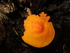 Pluteus aurantiorugosus