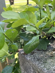 Erysiphe euonymicola