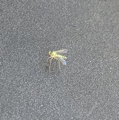 Amblypsilopus psittacinus