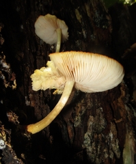 Pluteus aurantiorugosus