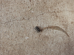 Scotobius pilularius