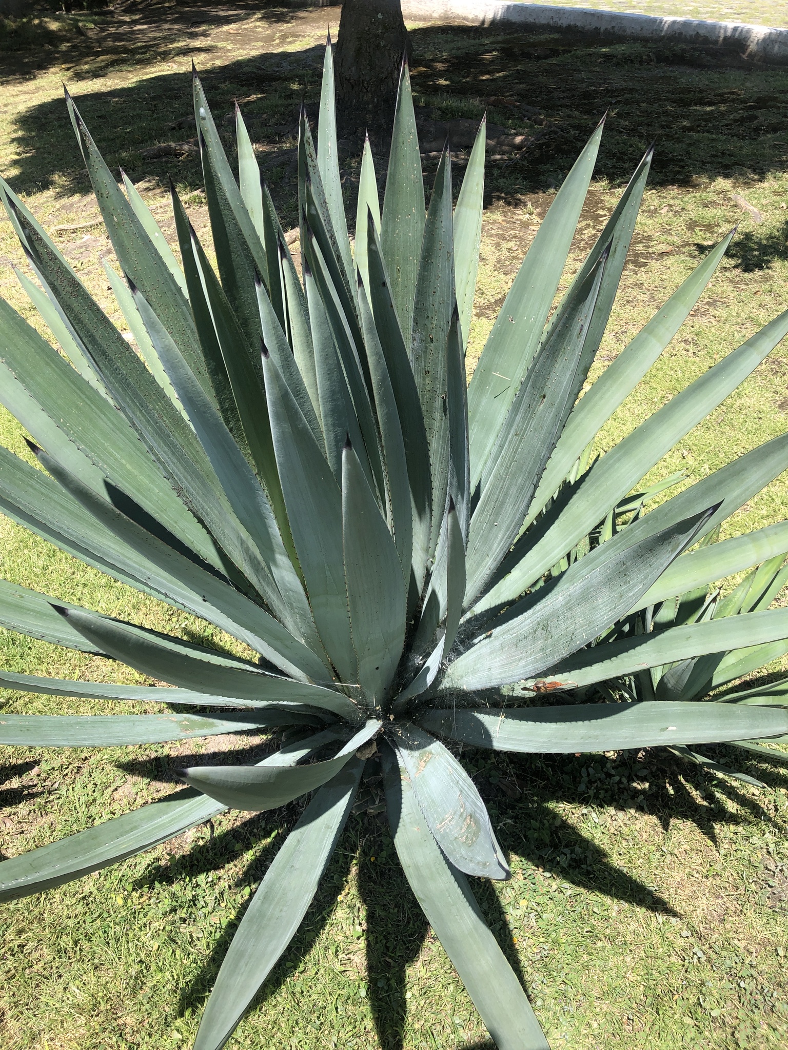 Agave Tequilana F.a.c.weber