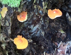 Pluteus aurantiorugosus