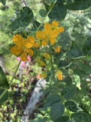 Senna occidentalis