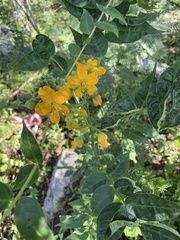 Senna occidentalis