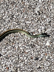 Thamnophis proximus proximus