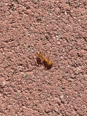 Pogonomyrmex californicus