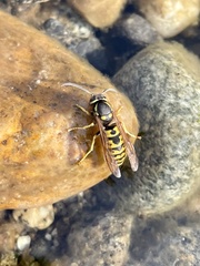 Vespula atropilosa