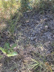 Agrostis perennans