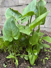 Zantedeschia aethiopica