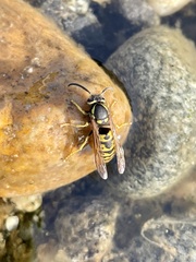 Vespula atropilosa