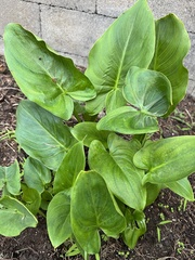 Zantedeschia aethiopica