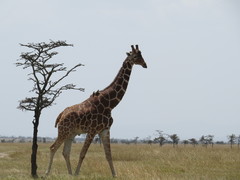 Giraffa camelopardalis reticulata