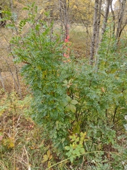 Caragana arborescens