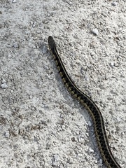 Thamnophis sirtalis semifasciatus