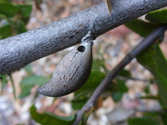 Heteroecus pacificus