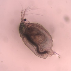 Simocephalus vetulus