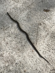 Thamnophis sirtalis semifasciatus