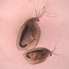 Simocephalus vetulus