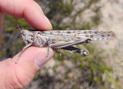 Schistocerca gregaria flaviventris