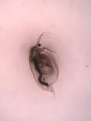 Simocephalus vetulus