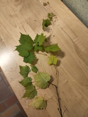 Vitis riparia
