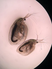 Simocephalus vetulus