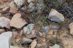 Ruschia diversifolia